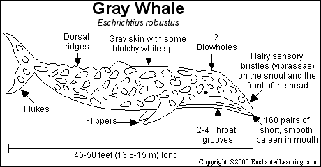 Gray Whale printout